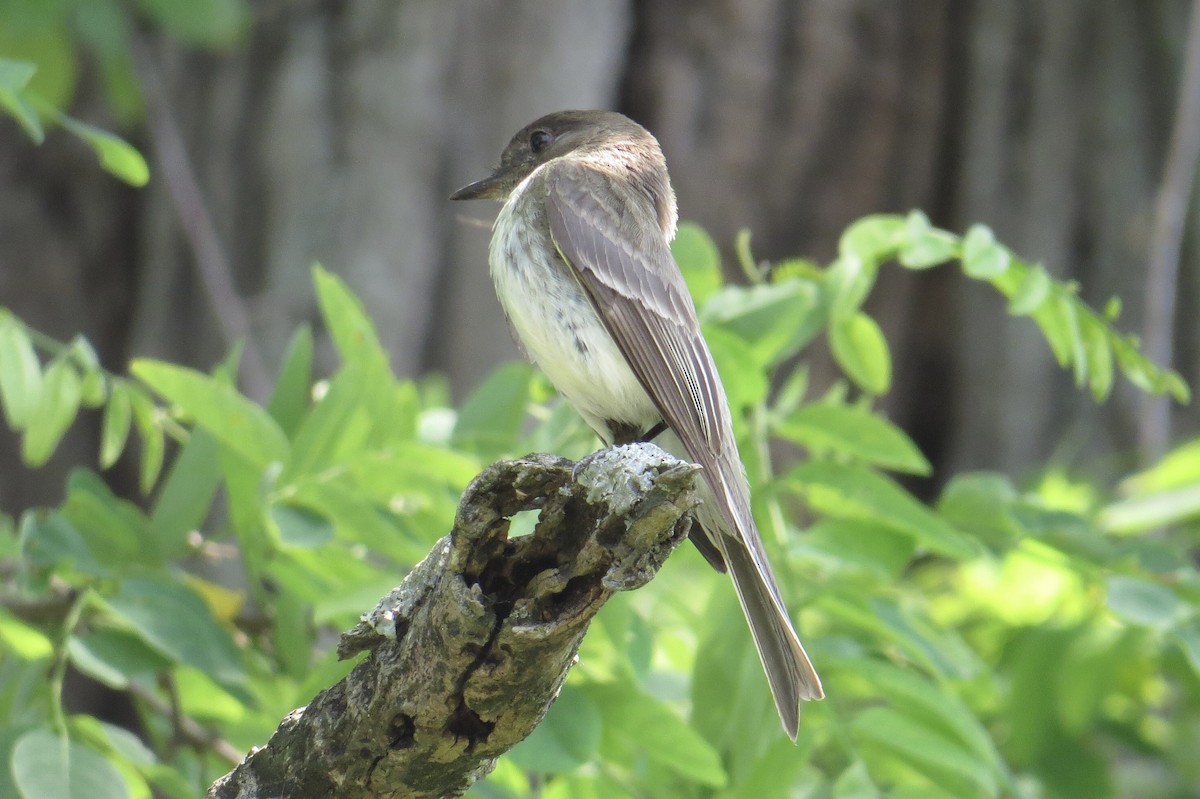 Eastern Phoebe - ML637469342