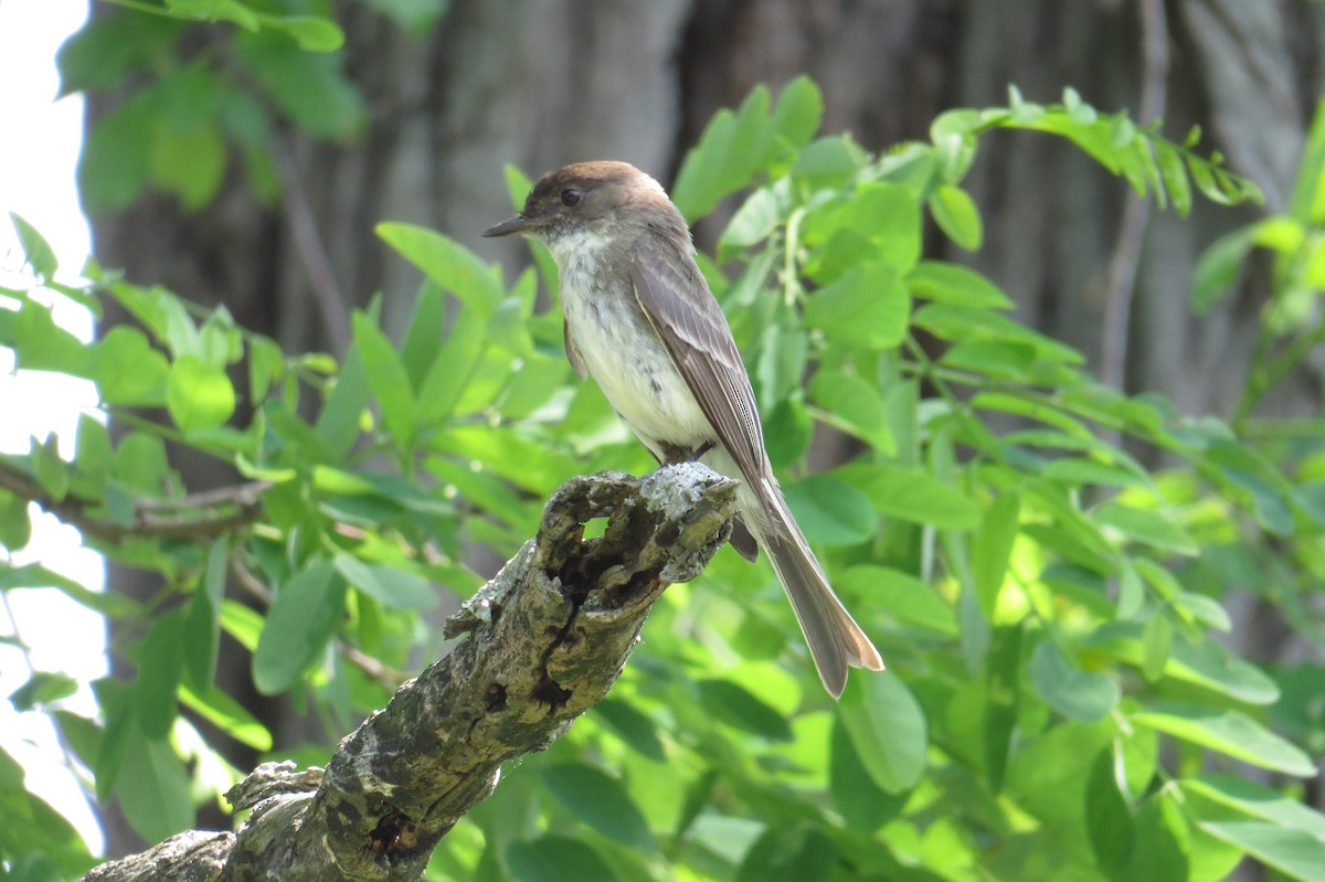 Eastern Phoebe - ML637469343