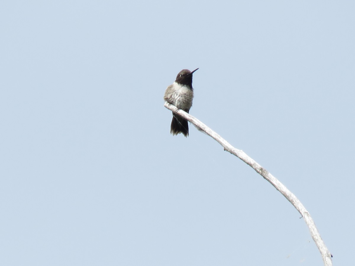 Black-chinned Hummingbird - ML637469344