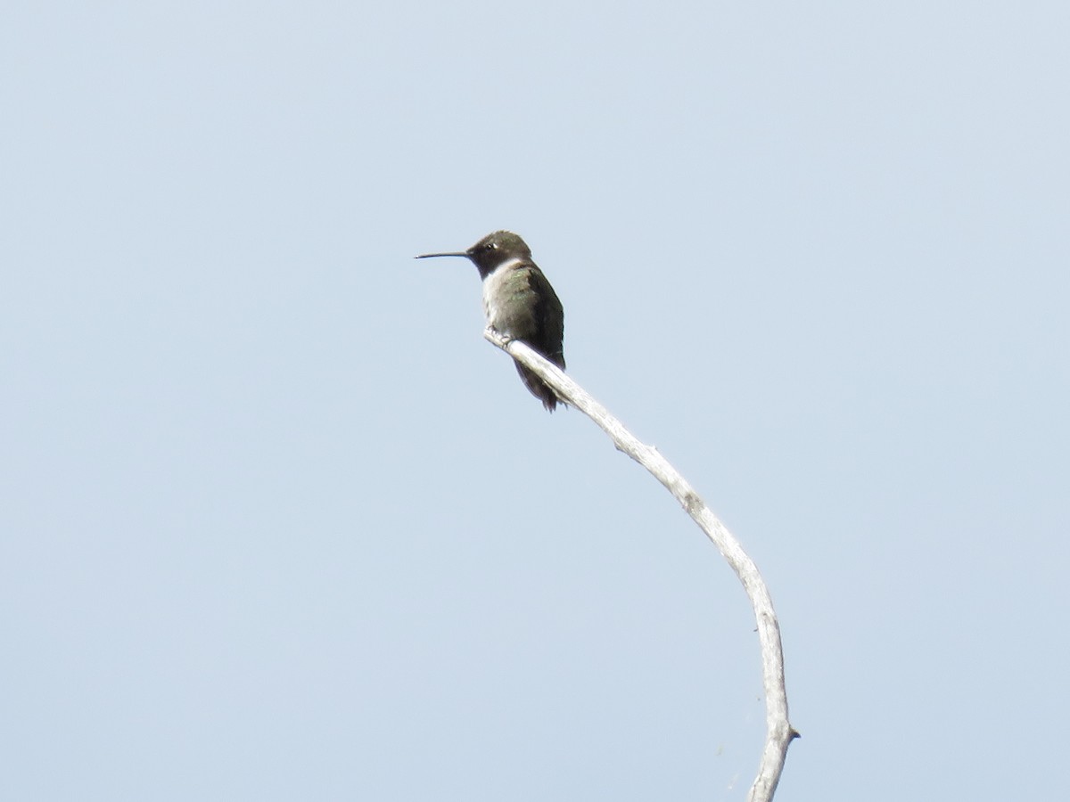 Black-chinned Hummingbird - ML637469345