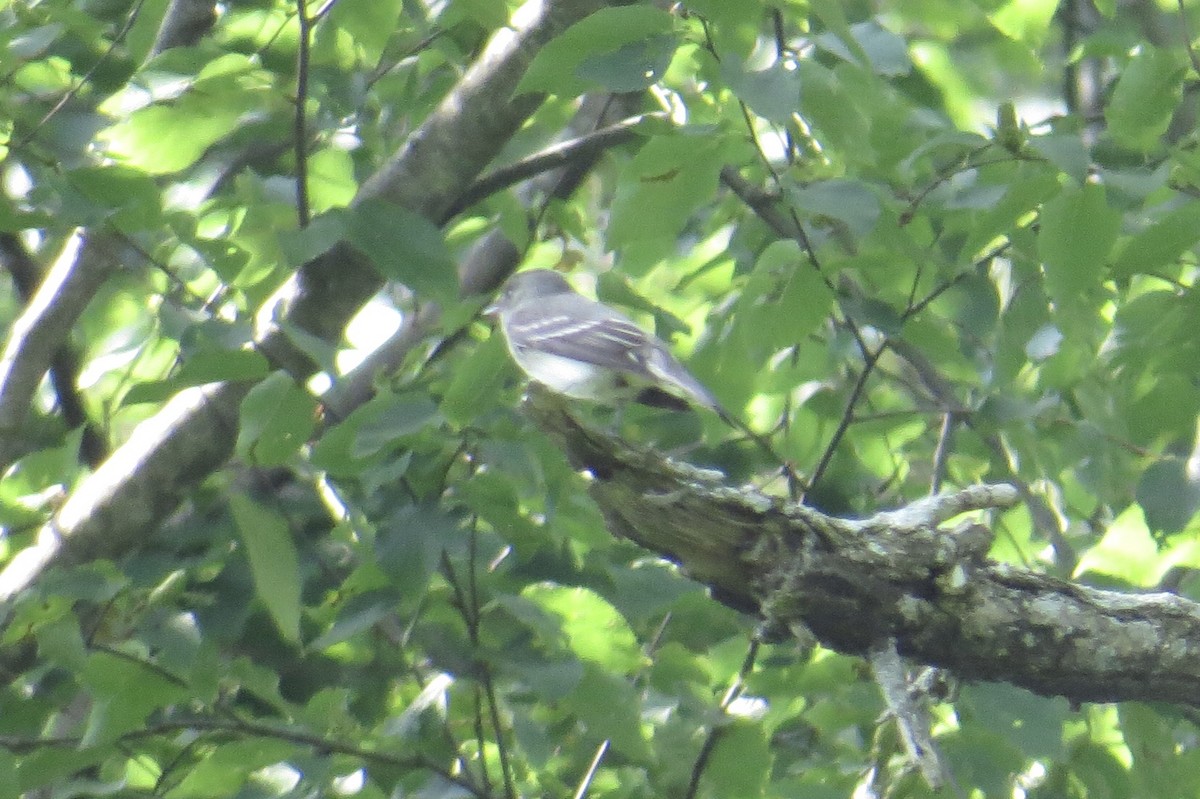 Eastern Wood-Pewee - ML637469364