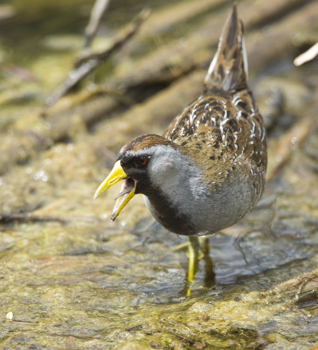 Sora uroilanda - ML637469366