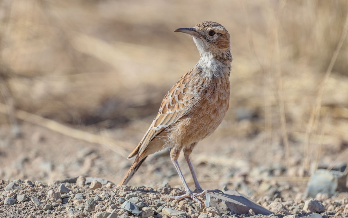 Spike-heeled Lark - ML637469403