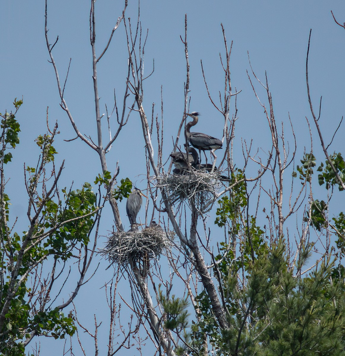 Great Blue Heron - ML637469436