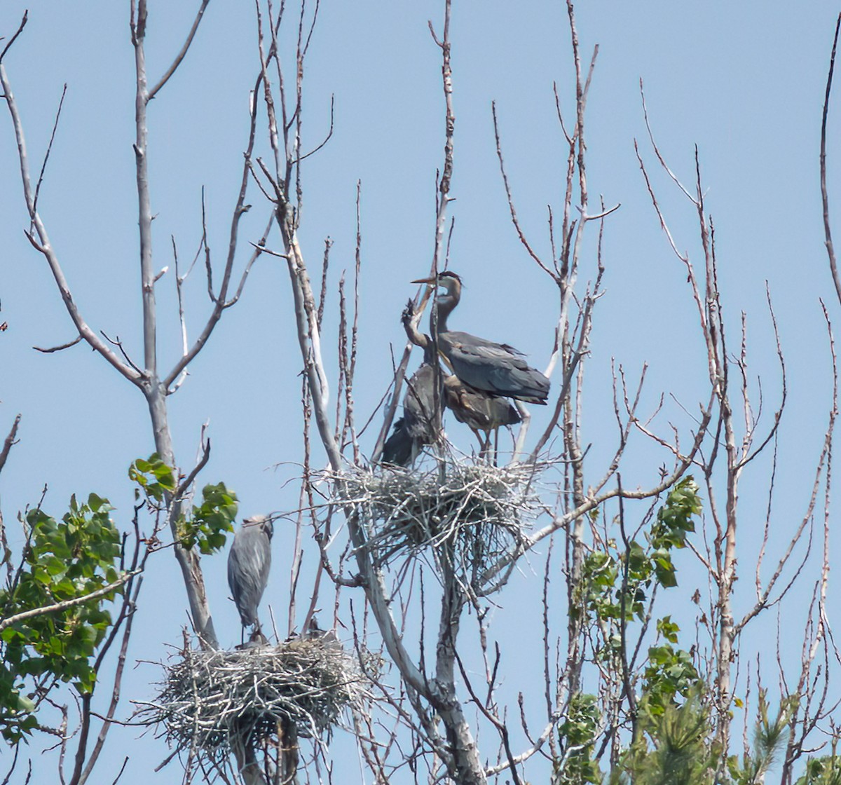 Great Blue Heron - ML637469437
