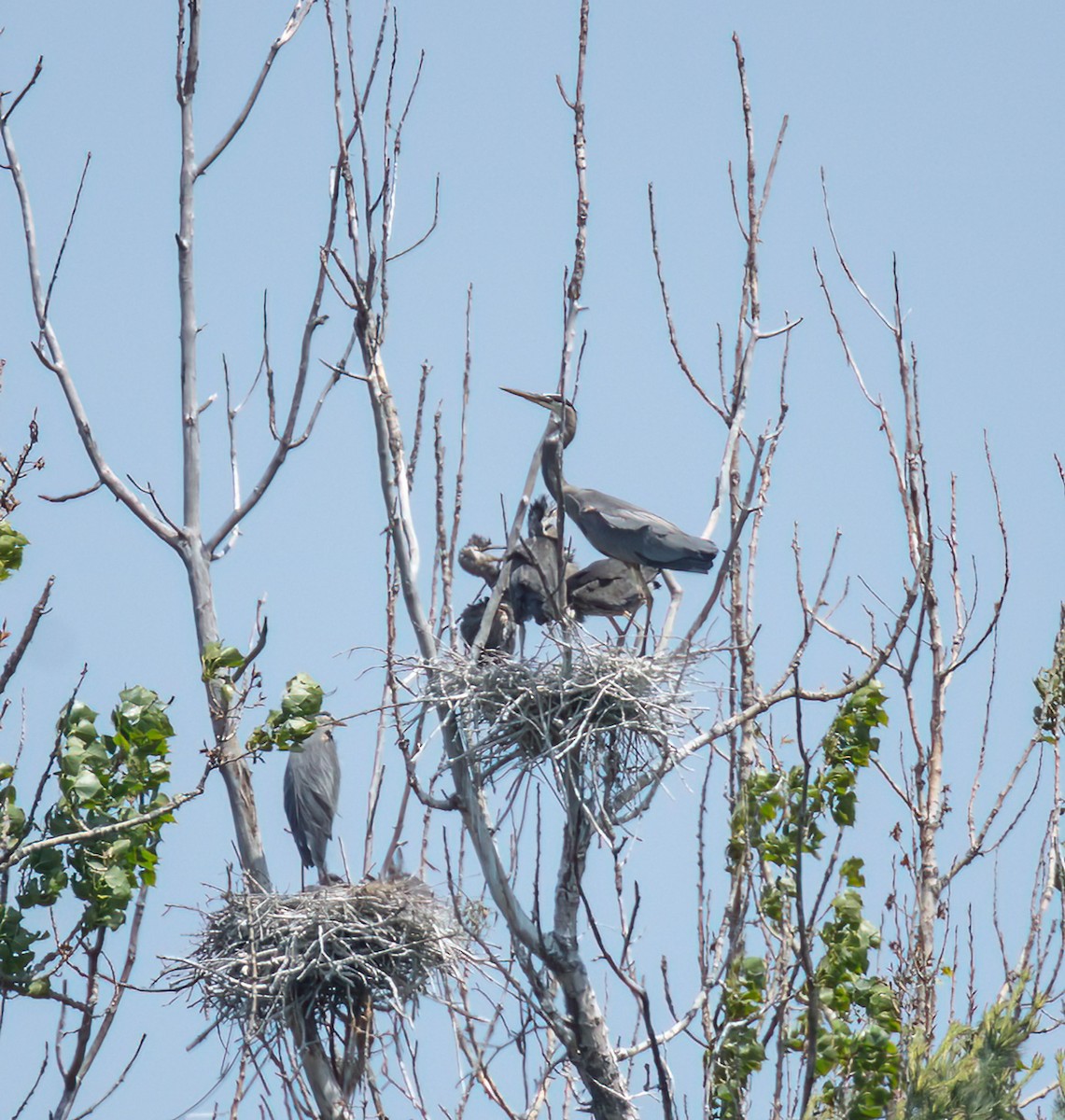 Great Blue Heron - ML637469439