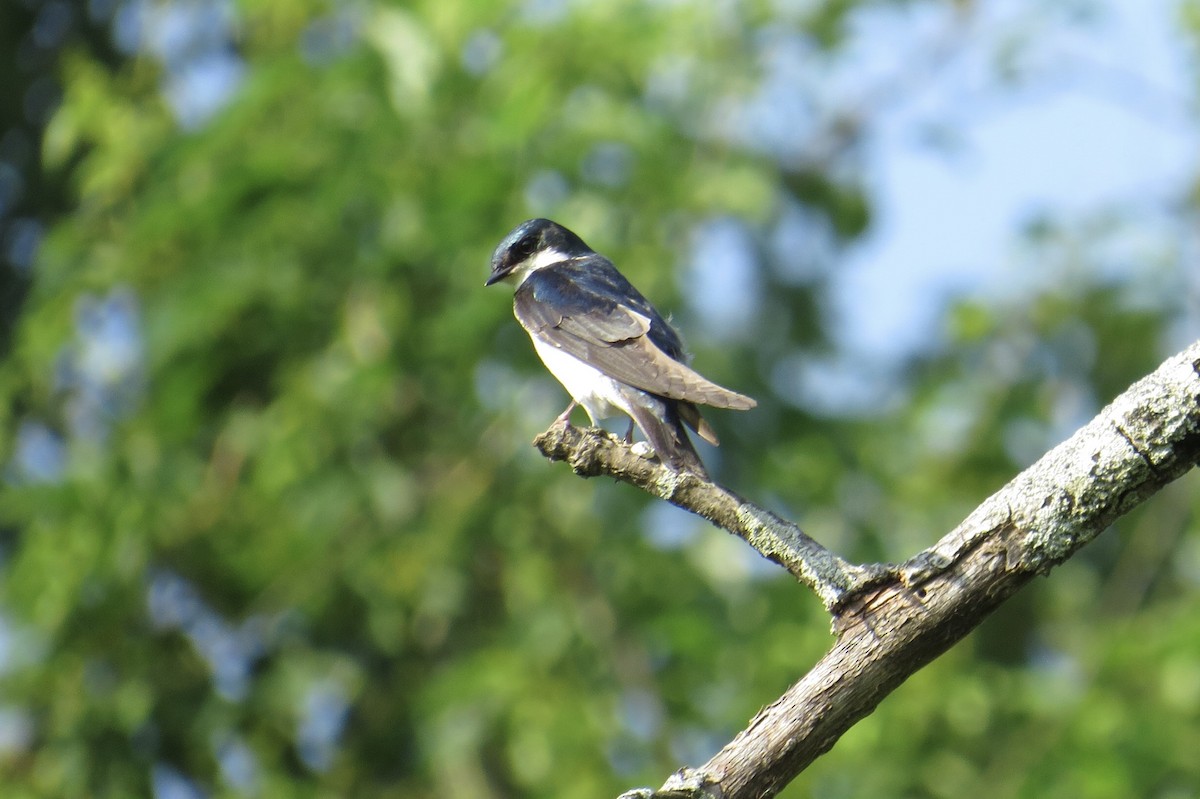 Tree Swallow - ML637469459