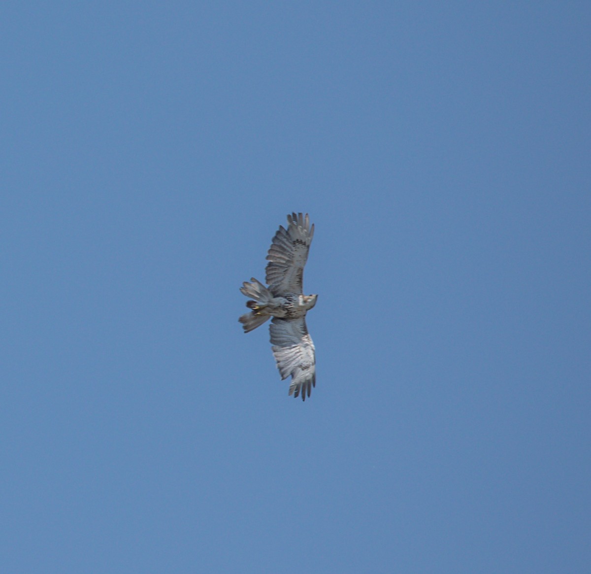 Red-tailed Hawk - ML637469462