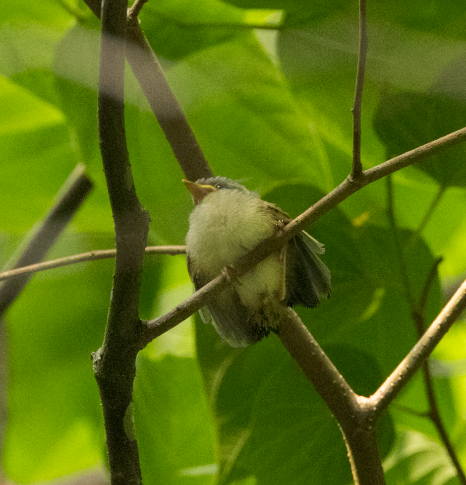 bird sp. - ML637469503