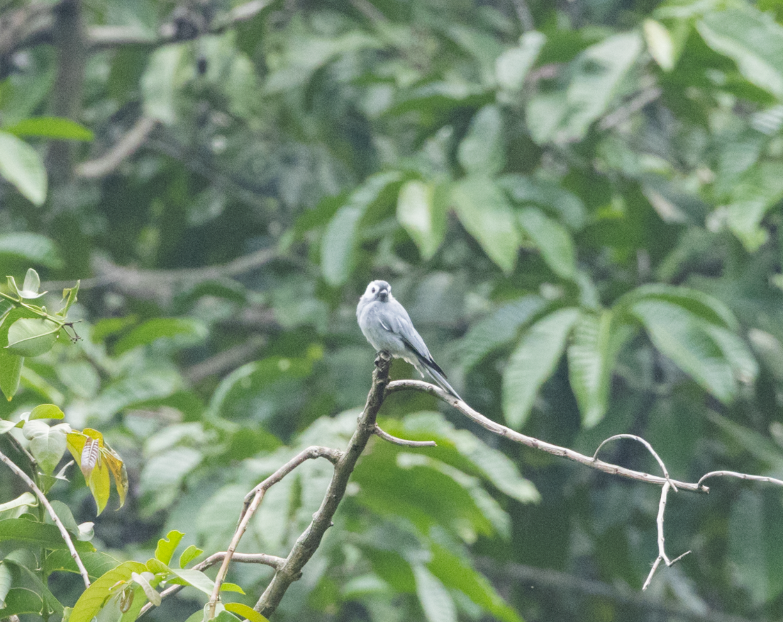 Ashy Drongo - ML637469504