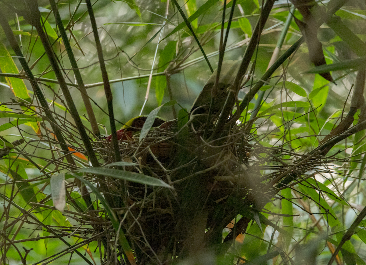 Common Green-Magpie - ML637469505