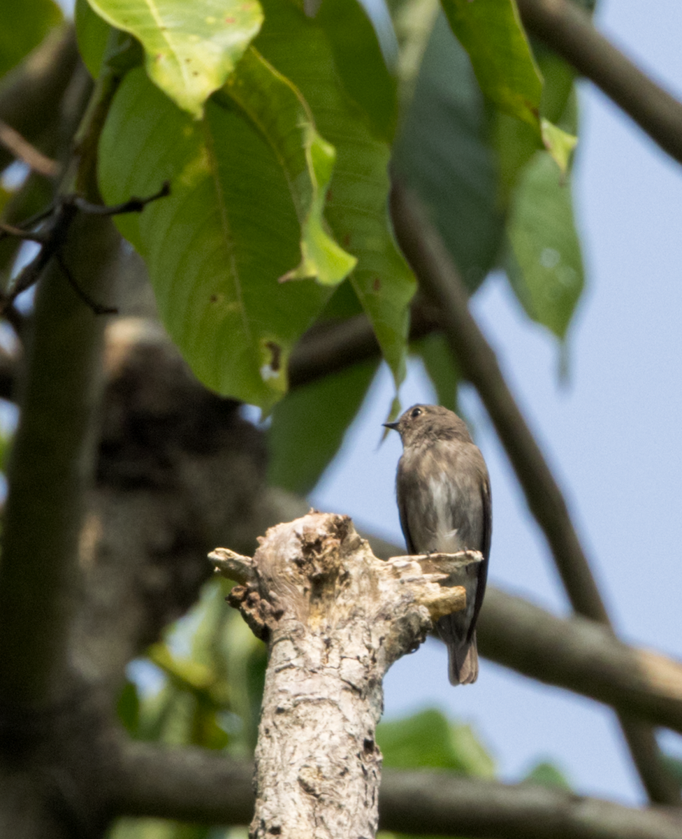 Dark-sided Flycatcher - ML637469507