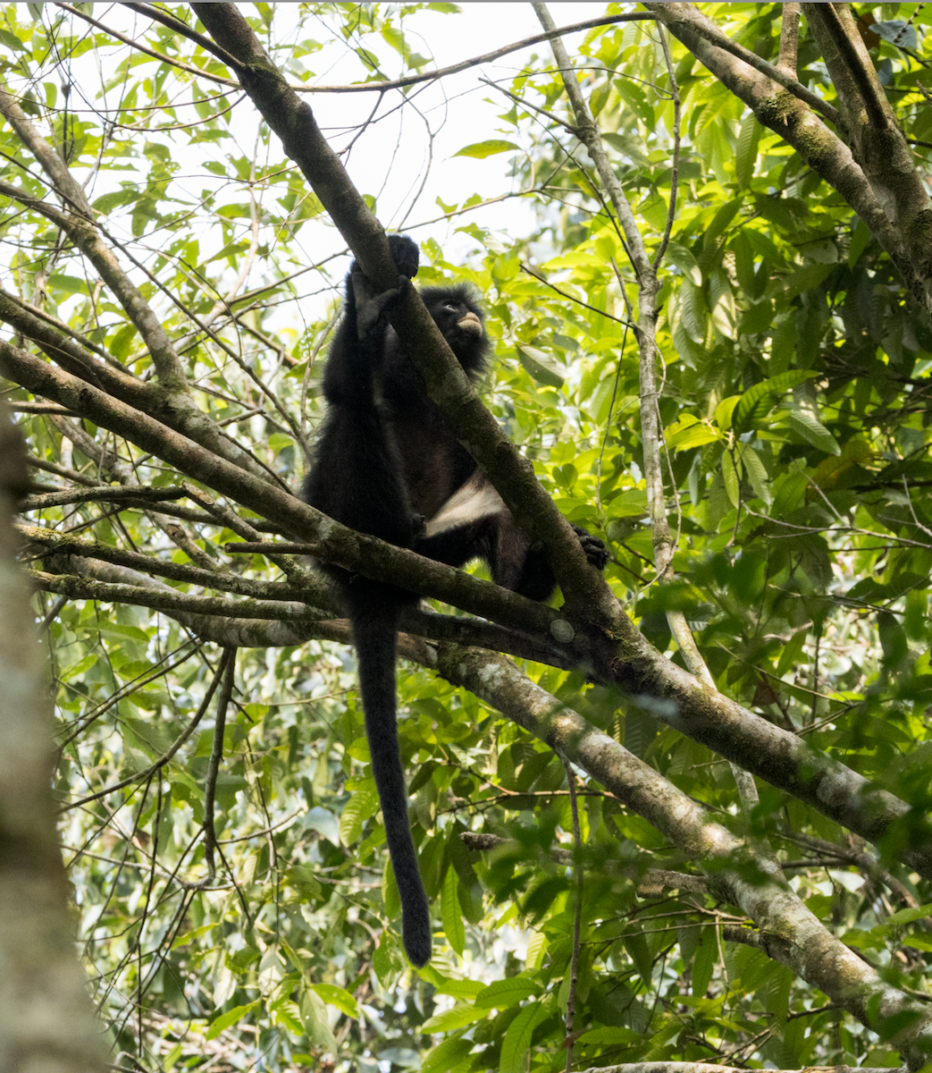 Dusky Leaf Monkey - ML637469518