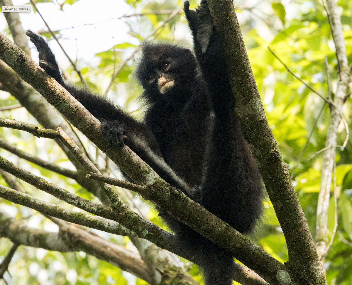 Dusky Leaf Monkey - ML637469519