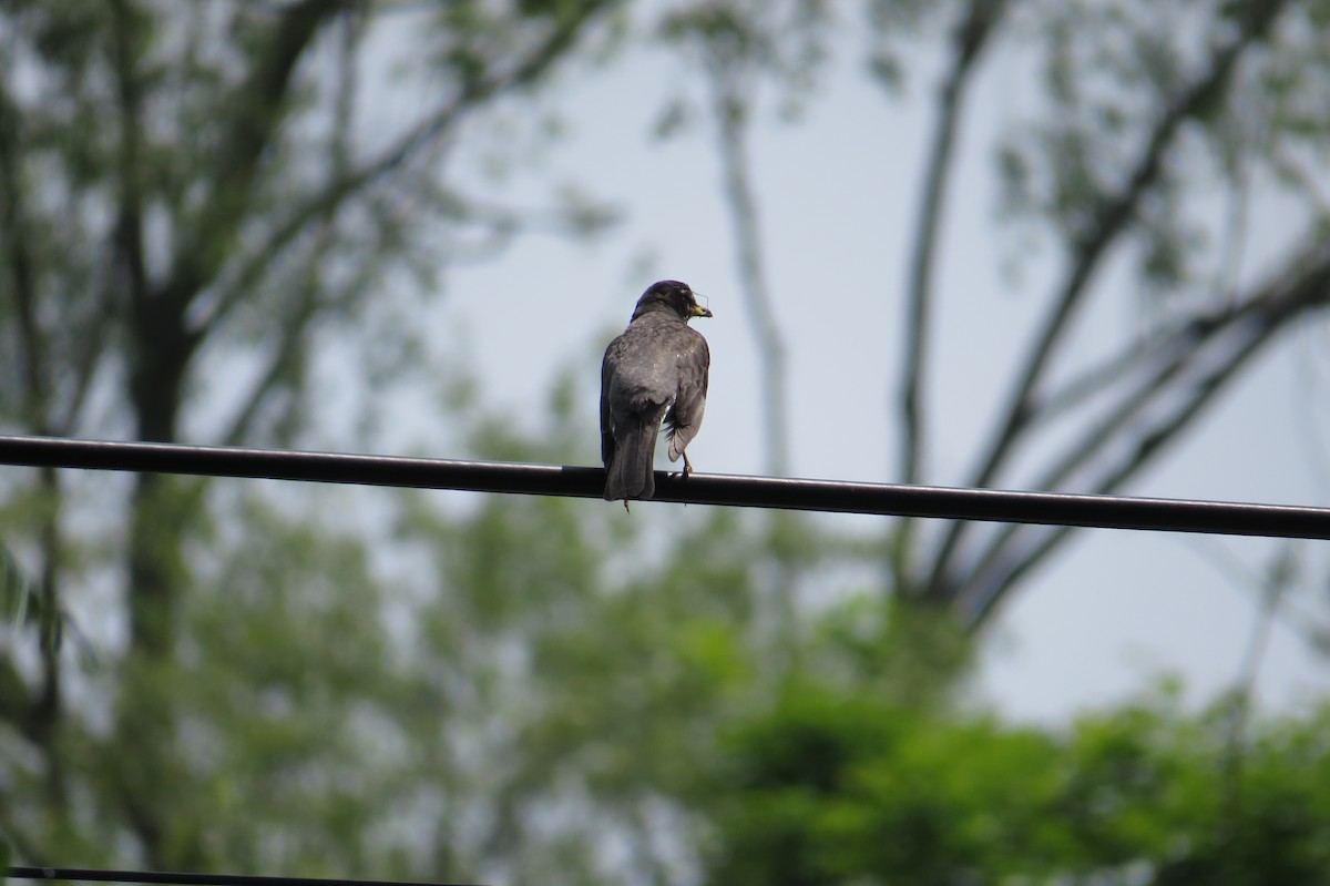 American Robin - ML637469530