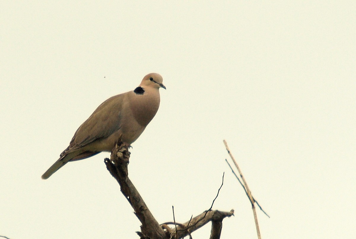 Vinaceous Dove - ML637469538