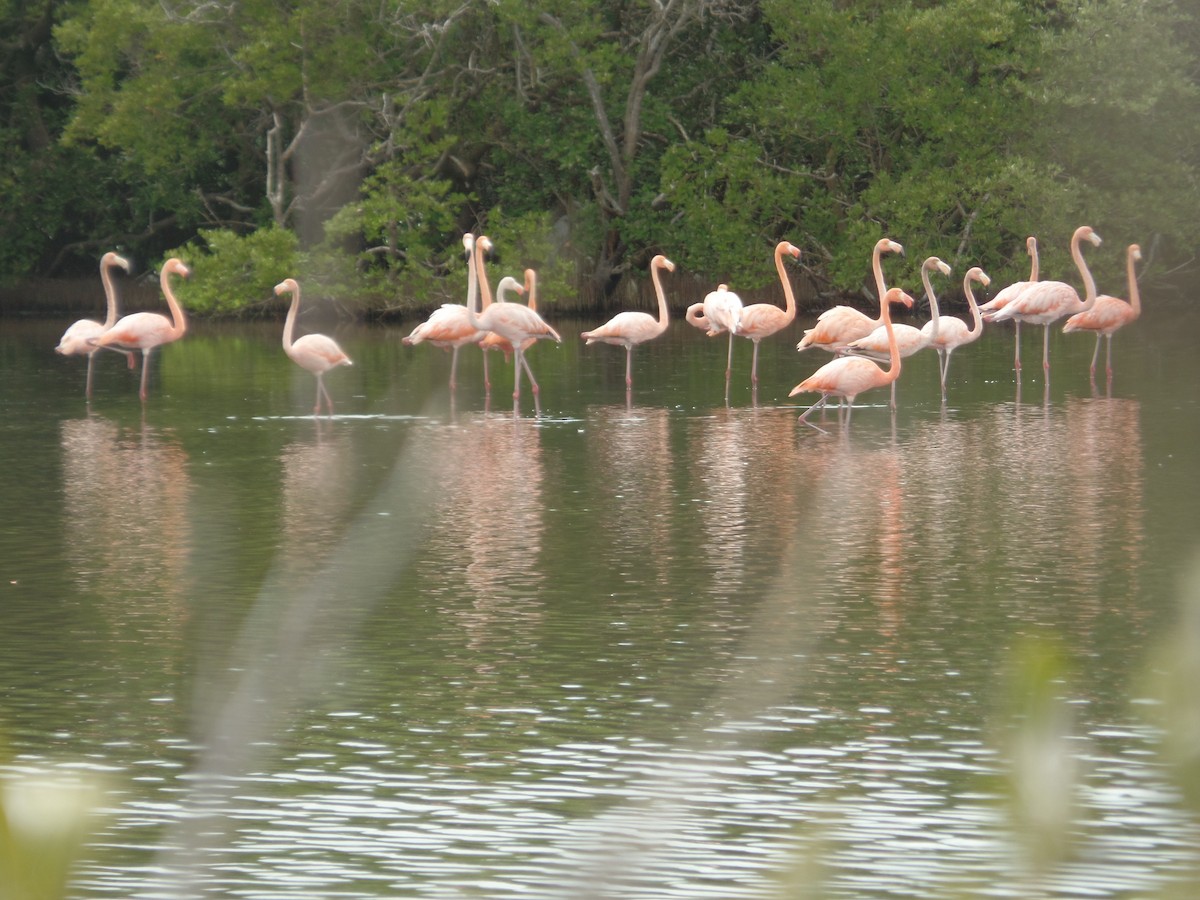 American Flamingo - ML637469576