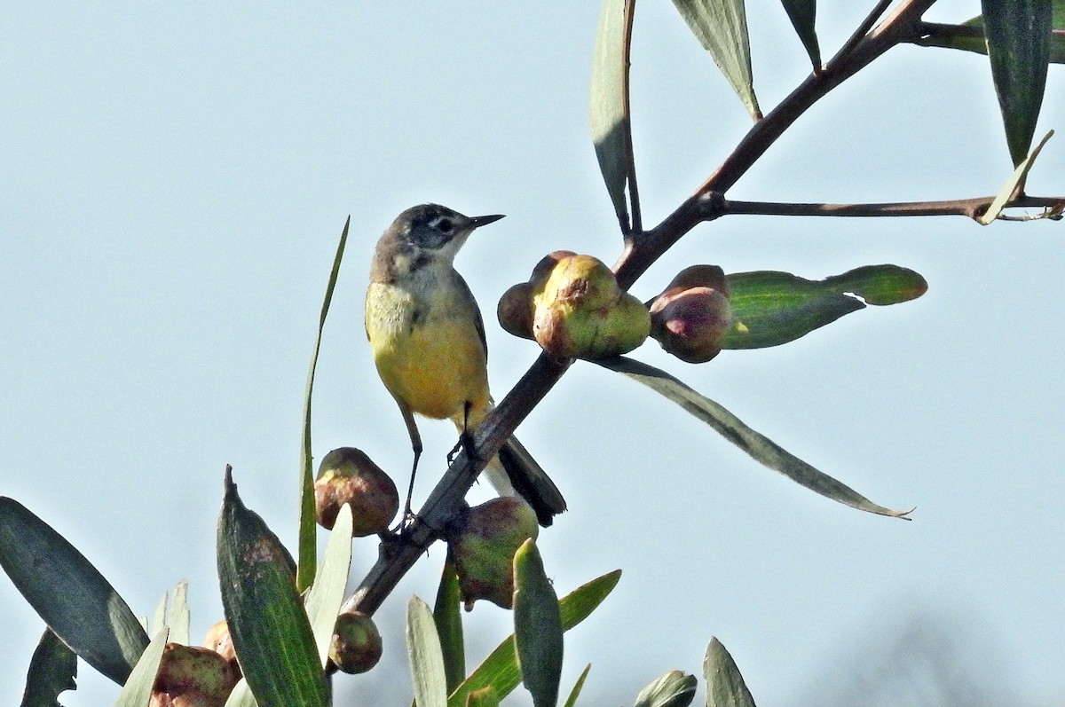 西方黃鶺鴒 - ML637469578