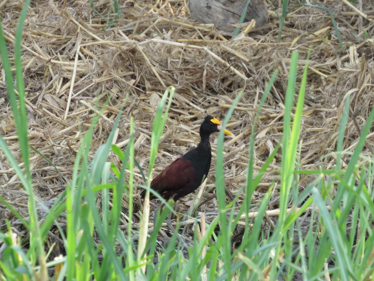 Northern Jacana - ML637469711
