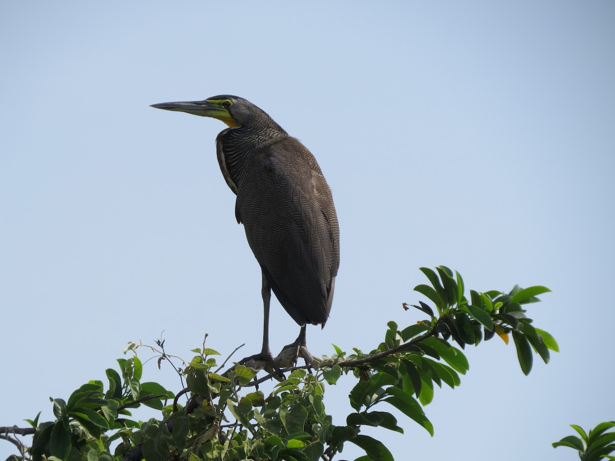 Bare-throated Tiger-Heron - ML637469718