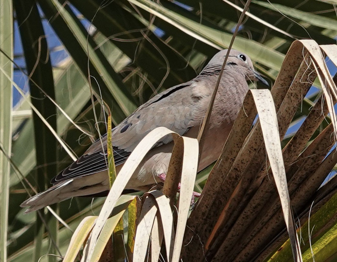 Eared Dove - ML637469782