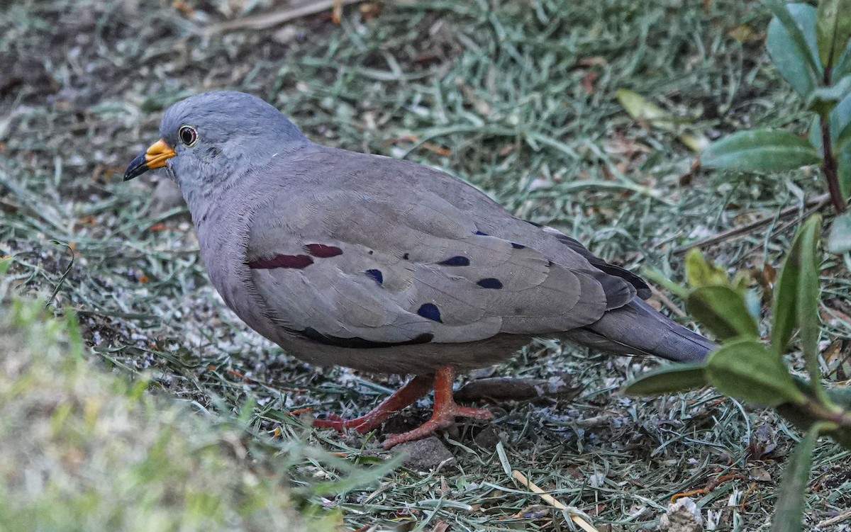Croaking Ground Dove - ML637469804