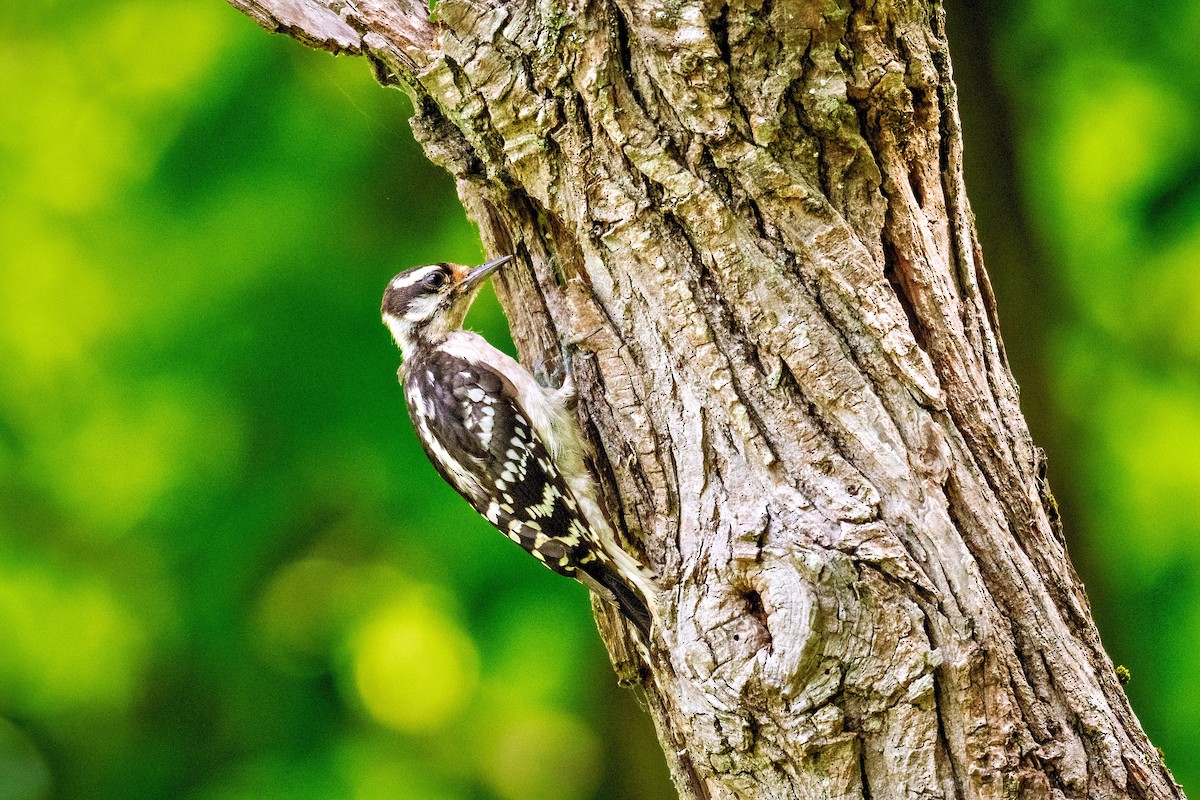 Downy Woodpecker - ML637469805