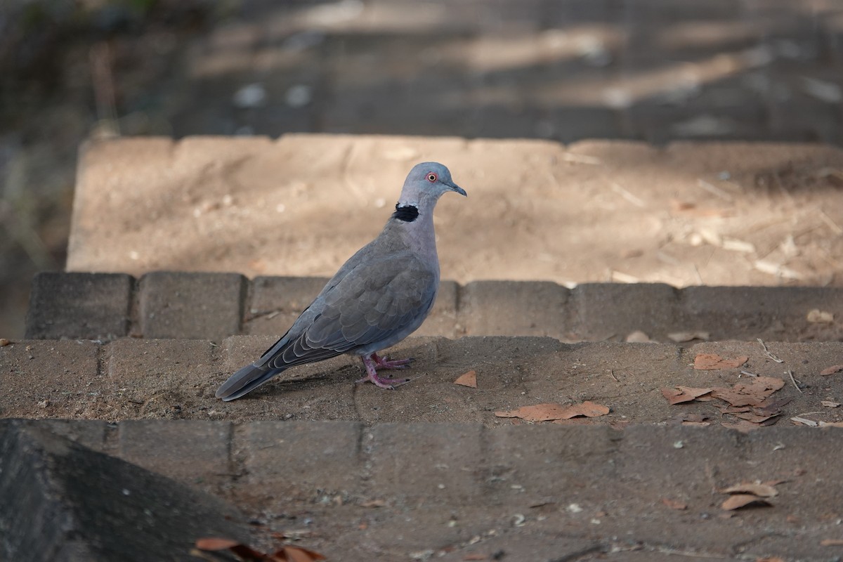Mourning Collared-Dove - ML637469824