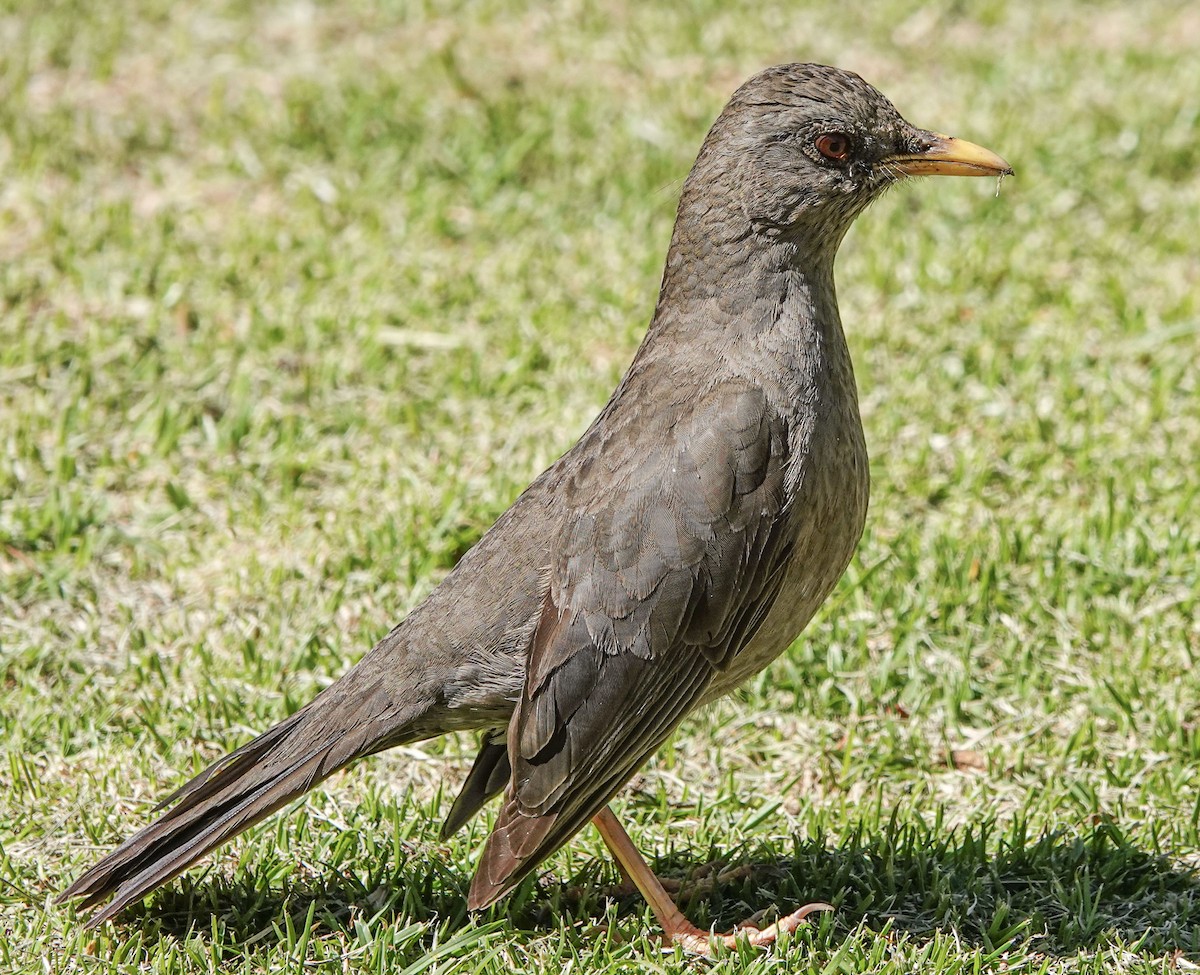 Chiguanco Thrush - ML637469833