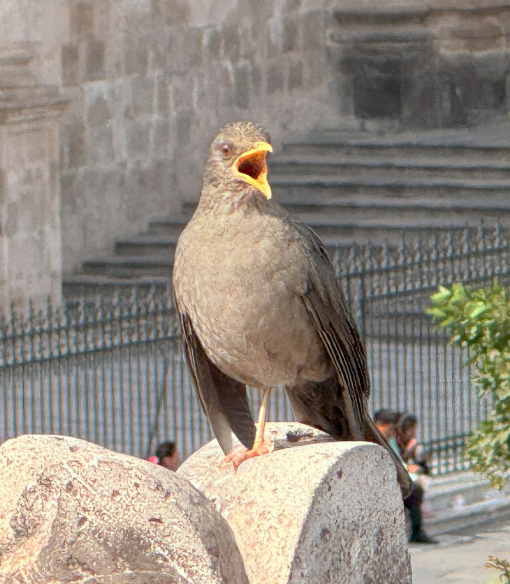 Chiguanco Thrush - ML637469851