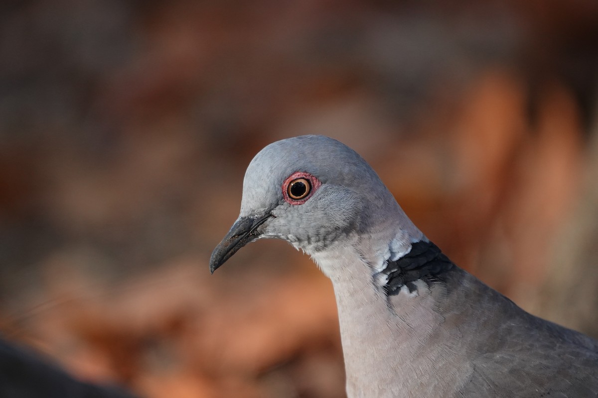 Mourning Collared-Dove - ML637469863