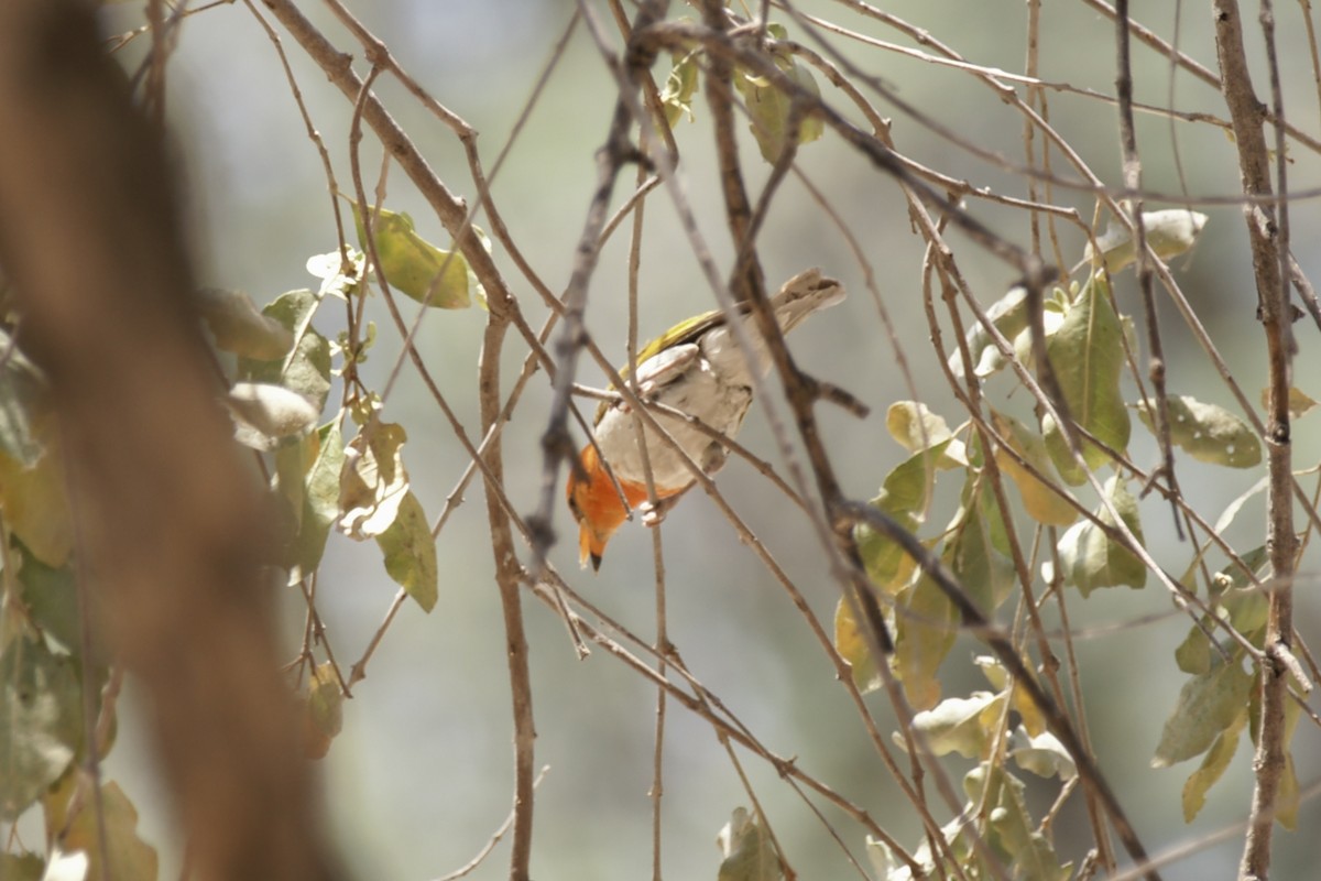 Red-headed Weaver - ML637469865