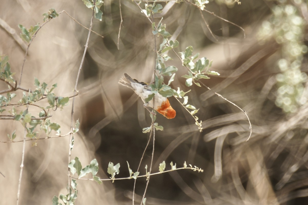 Red-headed Weaver - ML637469866