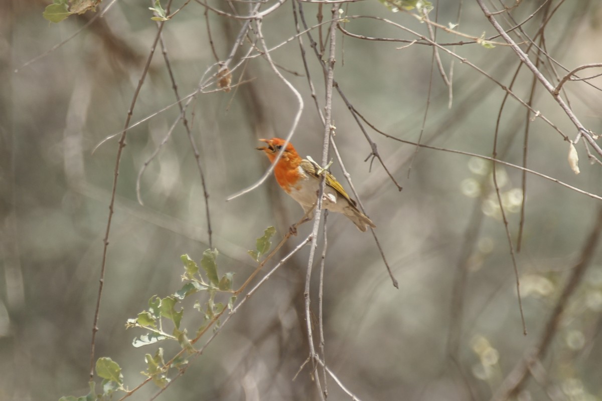 Red-headed Weaver - ML637469867