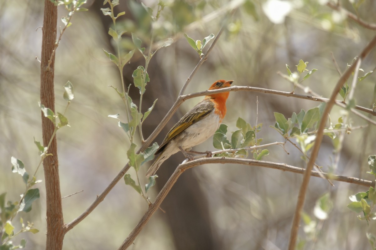 Red-headed Weaver - ML637469871
