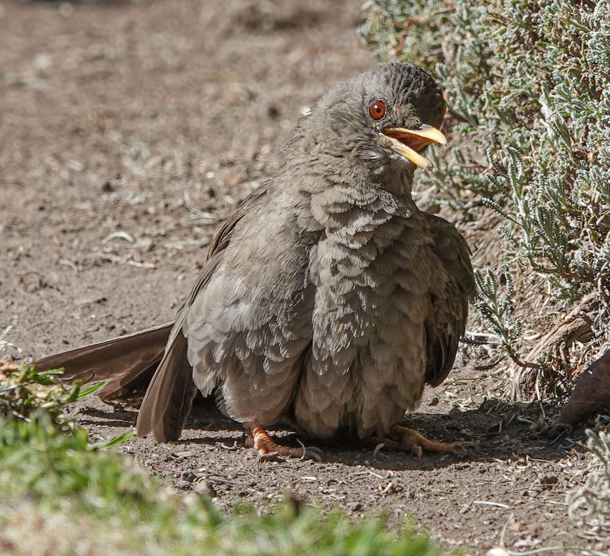 Chiguanco Thrush - ML637469890