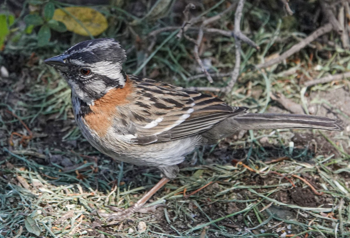 Rufous-collared Sparrow - ML637469907