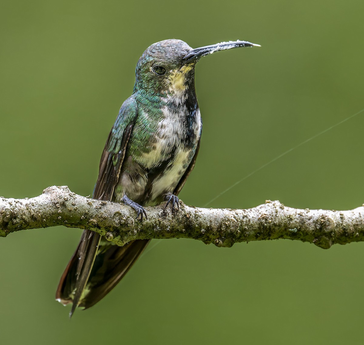 Green-breasted Mango - ML637469921