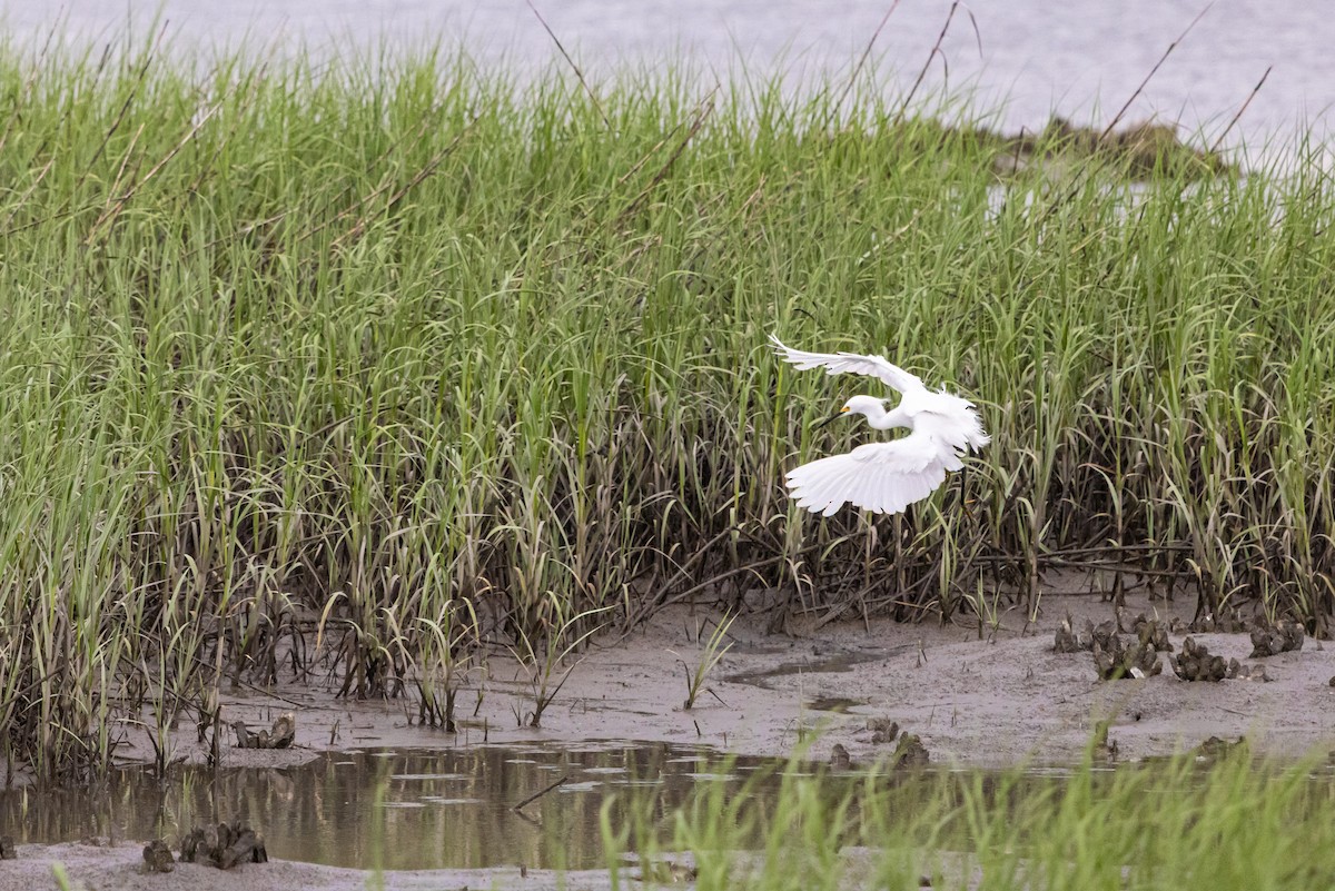 Snowy Egret - ML637469951
