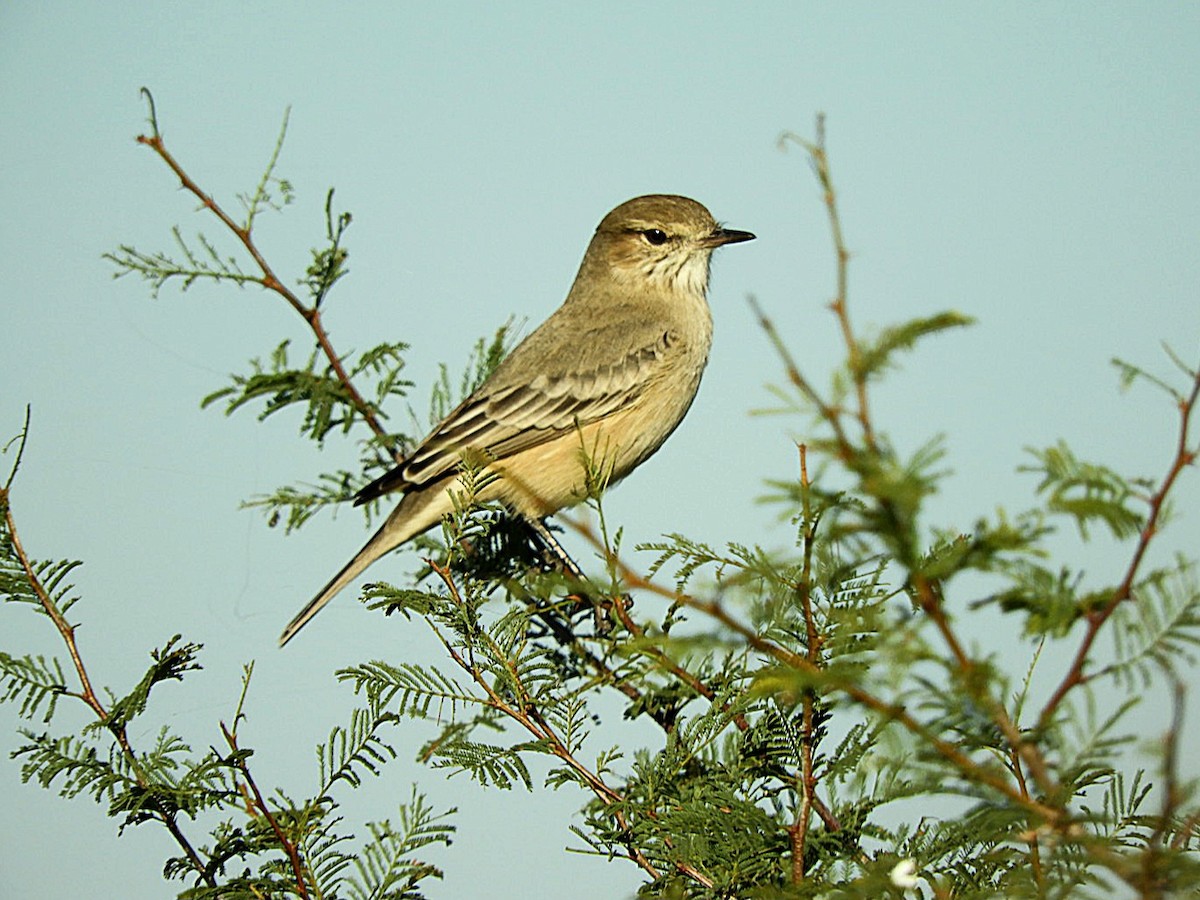 Lesser Shrike-Tyrant - ML637469988