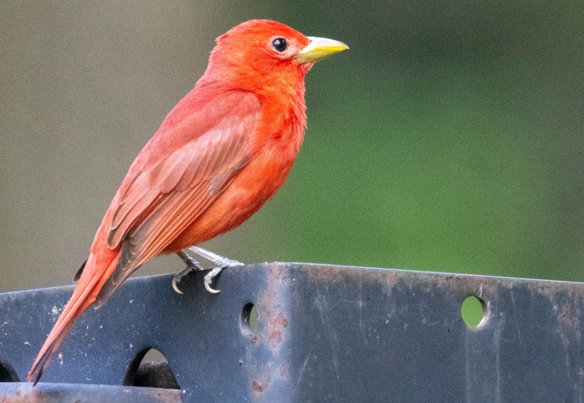 Summer Tanager - ML637469993