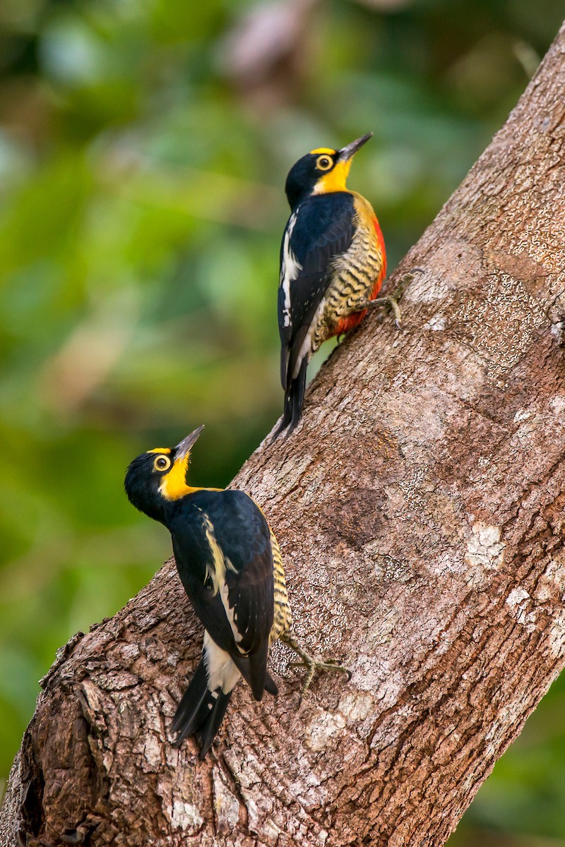 Yellow-fronted Woodpecker - ML63747001