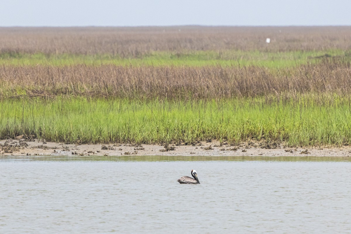 Brown Pelican - ML637470032