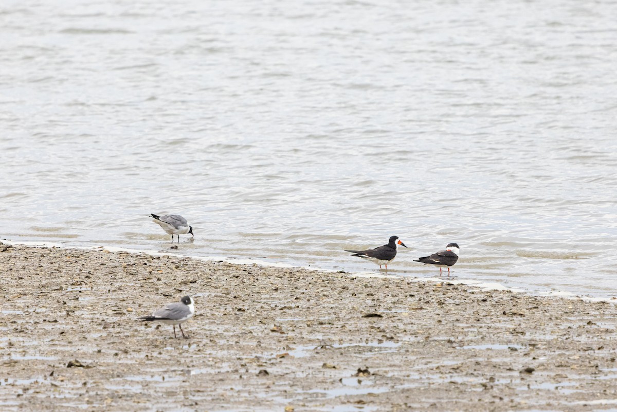 Laughing Gull - ML637470038