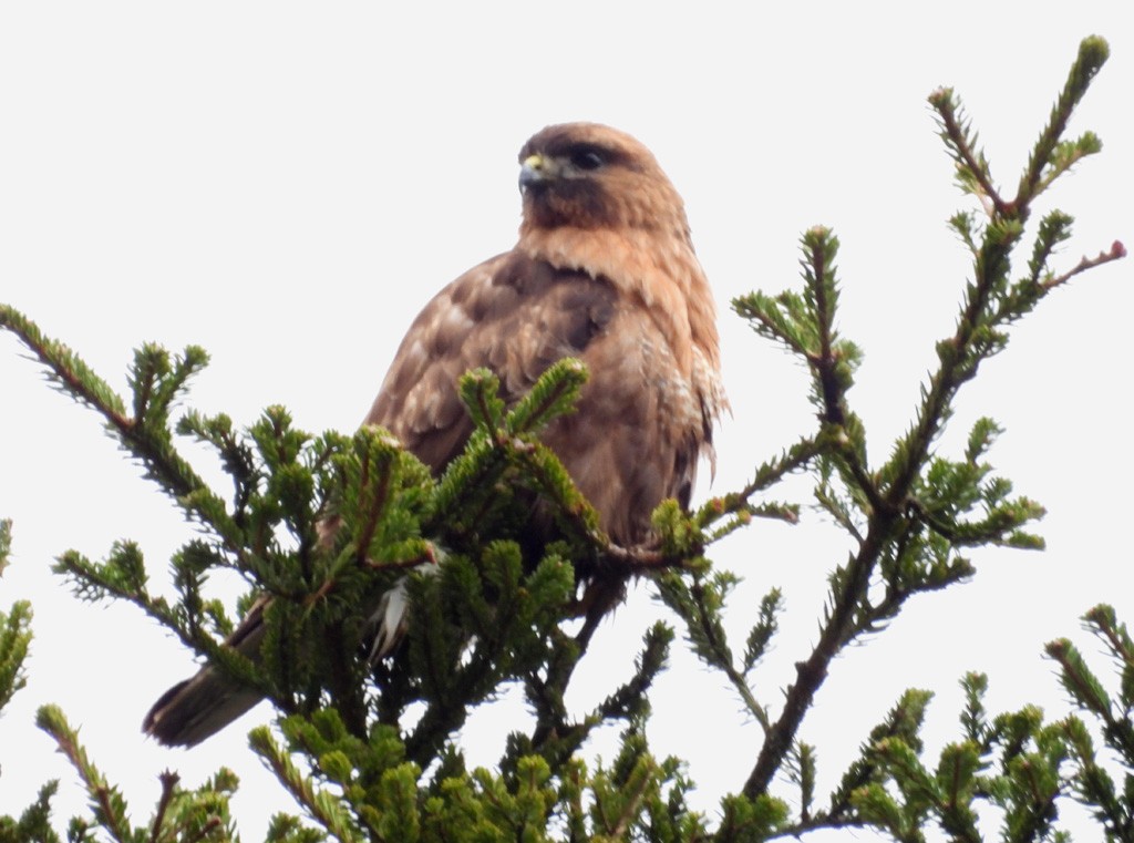 Himalayan Buzzard - ML637470052