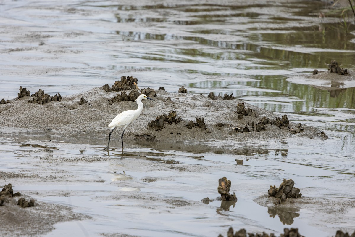 Snowy Egret - ML637470080