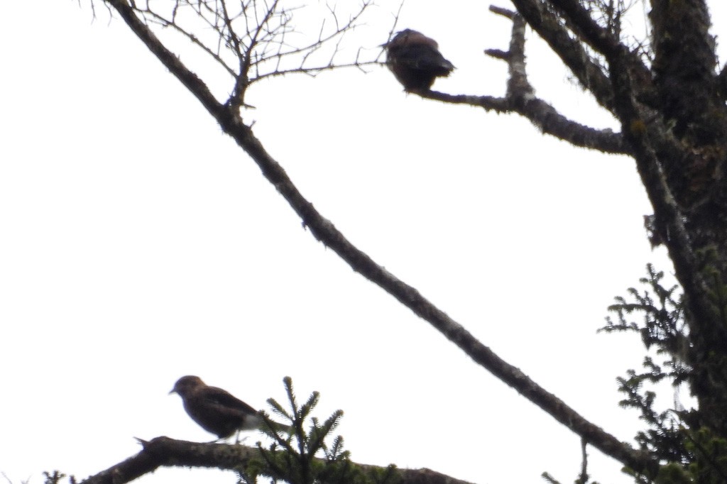 Southern Nutcracker - ML637470082