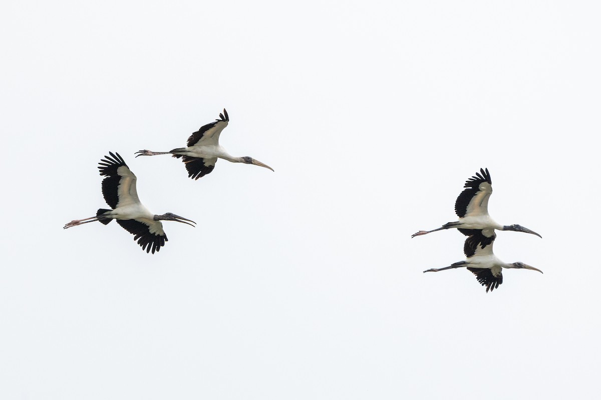 Wood Stork - ML637470086
