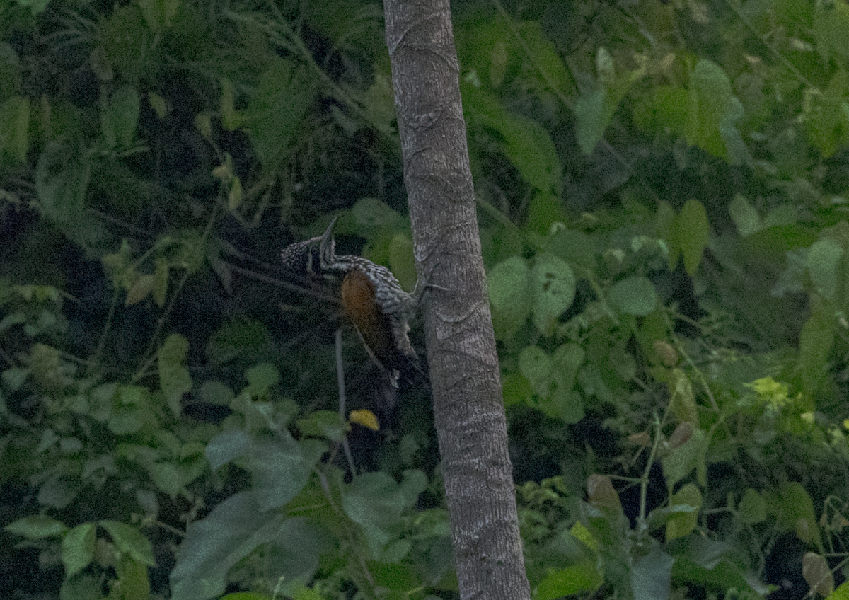 Greater Flameback - ML637470097