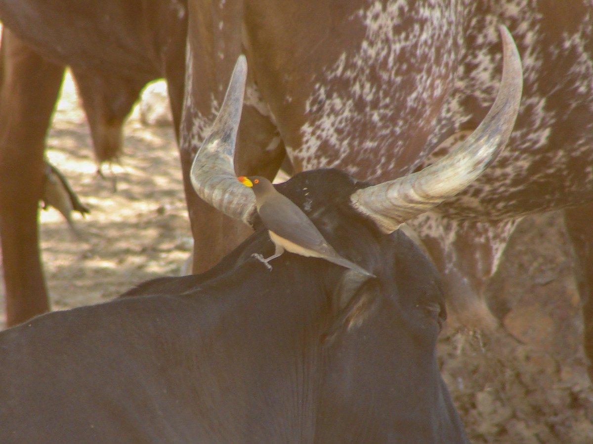 Yellow-billed Oxpecker - ML637470106